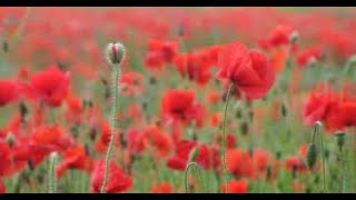 Sunday 10th November  Remembrance Sunday [upl. by Nylirem]