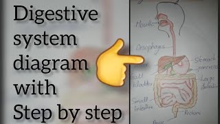 digestive system diagram with easy stepshow to draw digestive systemalimentary canalanatomy [upl. by Spear]