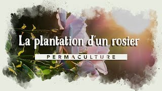 La plantation dun rosier  COMMENT BIEN LE PLANTER  🥀 [upl. by Ibson656]