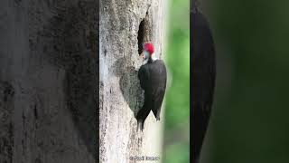 Why Dont Woodpeckers Get Concussions [upl. by Notlok]