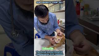 Cat SpayingNeutering cat viral catvaccination kitten pets [upl. by Clinton]