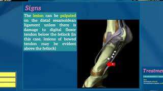 7Desmitis of distal sesamoidean ligaments [upl. by Oiramat]