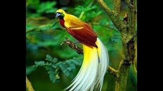 KICAU MASTER BURUNG CENDRAWASIH Cendrawasih BirdOfParadise Papua PecintaBurung [upl. by Ladonna298]