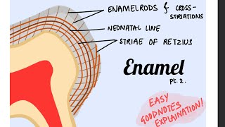 Striae of Retzius Cross striations Neonatal lines of Enamel Orbans histology pt 3 [upl. by Bergwall]
