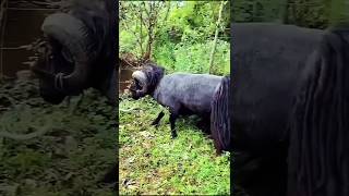 quotViral Moment Quessant Sheep Breaks a Tree in Secondsquot [upl. by Enitsirt]