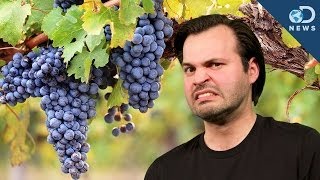 Wine Grapes Have Human Acne [upl. by Jeraldine]