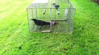 Collins Nets Top Entry Larsen Trap Magpie trap also attracts crows or rooks [upl. by Tricia]