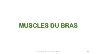 Myologie  Les muscles du bras [upl. by Kissie]