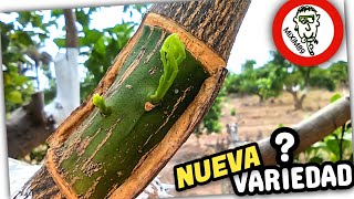 🌿​👨‍🌾​Cómo INJERTAR CÍTRICOS por PLANCHA o PARCHE Cambio Varietal en Naranjos Adultos by mixim89 [upl. by Brosine]