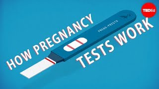 How do pregnancy tests work  Tien Nguyen [upl. by Rowen861]