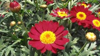 Crisantemos margaritas Argyranthemum frutescens wwwriomoroscom [upl. by Otineb]