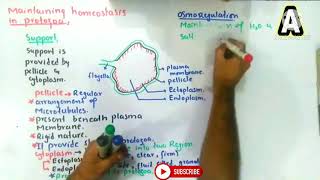 Phylum protozoa  general characters of protozoa  protozoa bsc 1st year zoology [upl. by Melvina818]