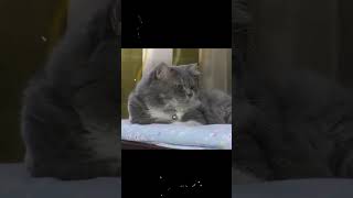 বিড়াল পুষে খাদিজা লাখপতি  biral shorts cats catlover earning entrepreneur [upl. by Ereveniug]