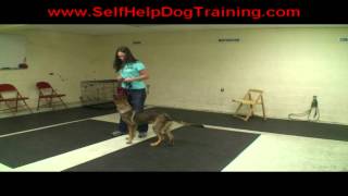 Get Dressed Command for Dog Training at k91com [upl. by Gilus740]