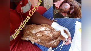 Chicken Diseases How to treat a sick hen of Infectious Coryza poultryfarming [upl. by Francklyn]