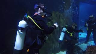 Skegness Aquarium Scuba Dive in 4K [upl. by Guenevere]