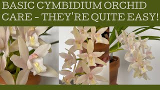 Basic Cymbidium orchid care theyre relatively easy [upl. by Kachine819]