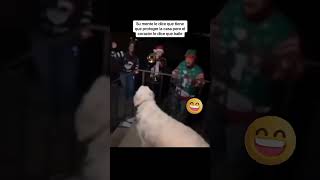 Mira lo que este perrito hace al escuchar cancion de navidad [upl. by Luise62]