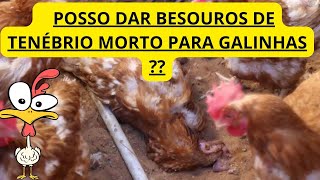 POSSO DAR BESOUROS DE TENÉBRIO MORTO PARA GALINHAS [upl. by Rivard998]