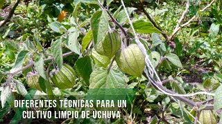 Diferentes técnicas para un cultivo limpio de uchuva  TvAgro por Juan Gonzalo Angel Restrepo [upl. by Winston]