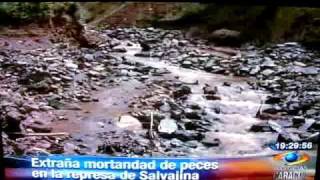 MORTANDAD DE PECES EN SALVAJINA CAUCA [upl. by Tilden]