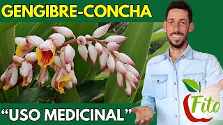 COLÔNIA ou GENGIBRECONCHA Alpinia zerumbet propriedades e benefícios das plantas medicinais [upl. by Stephine]