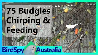 75 Budgies Chirping Singing Playing and Feeding  BirdSpyAus [upl. by Etnahsal]