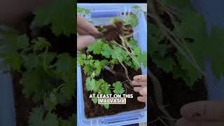 100 rooted after 6 weeks  malvasia grapevine propagation  single node cuttings [upl. by Alphonso]