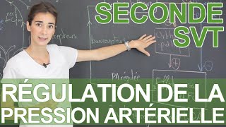 Mécanismes de régulation de la pression artérielle  SVT  Seconde  Les Bons Profs [upl. by Ardnasak]