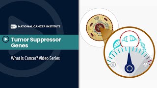 Protooncogene Oncogene and Tumor Suppressor Gene II Cancer Biology [upl. by Alyse359]