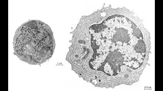 Le plasmocyte  BAC SVT [upl. by Ennyl]