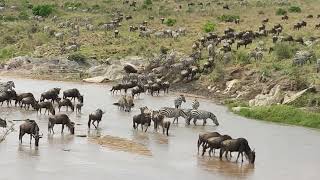 The Great Migration  zebra and wildebeest crossing from Kenya to Tanzania the Masai Mara [upl. by Ardenia]