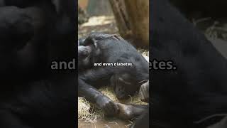 Why Chimpanzees Should Never Be Pets [upl. by Ametaf59]