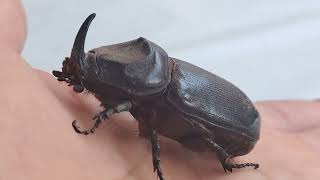 rhinoceros beetle [upl. by Yeldua]