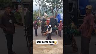 Macan di gotong wargaa [upl. by Aundrea]