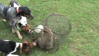 Rewind Heart and Pepper Coon hunting dogs on a roller cage Rewind [upl. by Eityak]