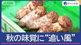 季節外れの暖かさ“うれしい誤算”秋の味覚にも追い風【スーパーJチャンネル】2024年11月14日 [upl. by Durer]