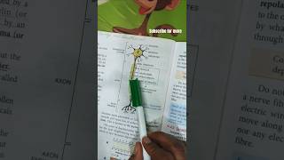 Structure of nerve cell  nerve cell diagram explanation shorts shortvideo biology nerve [upl. by Derek]