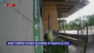 Rare corpse flower blooming at Nashville Zoo [upl. by Ratib]