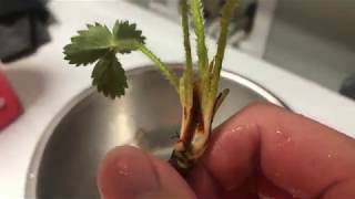 AQUAPONIC STRAWBERRIES in FISH TANK Setup [upl. by Anawk424]