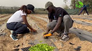 Repiquage du piment par les techniques agricoles modernes pour rentabiliser sa production [upl. by Libbna]