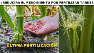 🌽 ÚLTIMA Fertilización Del MAÍZ ¿Sera Tarde o NO [upl. by Winwaloe]