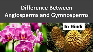 Difference between Angiosperm and Gymnosperm  NEET  In Hindi [upl. by Nidla]