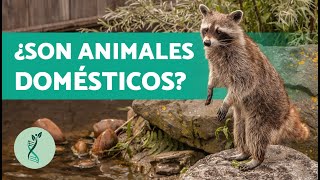 ¿Dónde VIVEN los MAPACHES 🦝 Características Hábitat y Comportamiento Mapache [upl. by Eneluj]