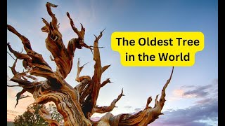 Methuselah the oldest tree in the world is 4800 years old [upl. by Yoshi]