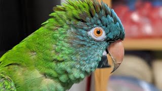 Conure Talking amp Sounds  Blue Crown Conure Parrot Singing amp Dancing [upl. by Nahtahoj]