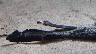 Bichir stung by stingray video of fish dying read the description [upl. by Assyral]