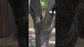 Just basking in the sun ☀️ nature squirrel amazing beautiful animals [upl. by Herod]