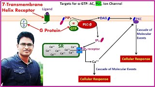 G ProteinCoupled Receptor  Types Structure Activation Signaling Pathways Inactivation [upl. by Mohammed981]