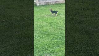 Mini dog playing around 😊puppy tinypets minipets babydog chorkie fypシ゚viral tinypaws cute [upl. by Jeffrey]